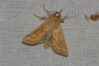 Mythimna vitellina
