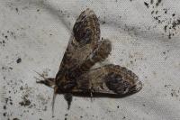 Notodonta tritophus