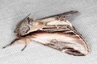 Pheosia tremula