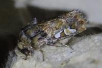 Panolis flammea