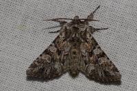 Papestra biren