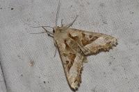Phlogophora meticulosa