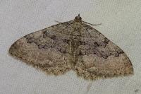 Rheumaptera cervinalis barbuti