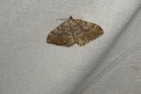 Rheumaptera cervinalis barbuti
