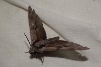 Hyloicus pinastri/maurorum