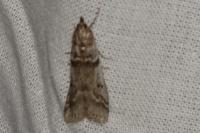 Zophodia grossulariella