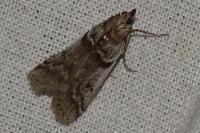 Zophodia grossulariella