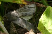 Aporophyla lueneburgensis