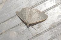 Idaea subsericeata