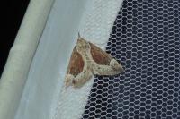 Hypena crassalis