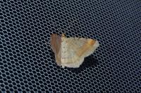 Macaria liturata