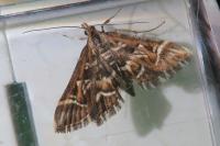 Diasemia reticularis