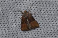 Mesoligia furuncula