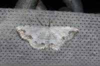 Scopula ornata