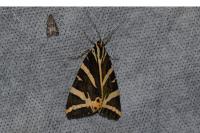 Euplagia quadripunctaria