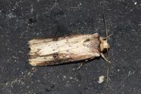 Axylia putris