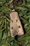 Agrotis exclamationis exclamationis