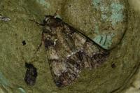 Polyphaenis sericata