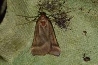 Synaphe punctalis