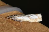 Catoptria pinella