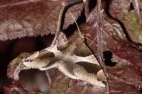 Dysgonia algira