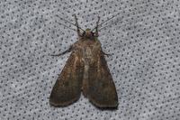 Agrotis segetum