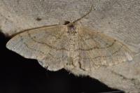 Idaea aversata
