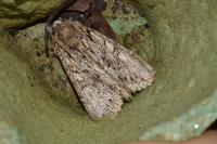 Apamea monoglypha monoglypha