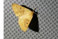 Crocallis elinguaria