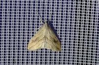 Evergestis forficalis