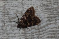 Aglossa caprealis