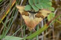 Heliothis viriplaca
