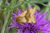 Heliothis viriplaca
