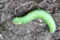 Peridea anceps