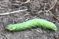 Peridea anceps