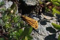Setina aurita