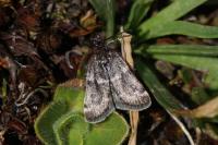 Asarta aethiopella