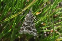 Eudonia sudetica
