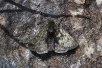 Metaxmeste phrygialis
