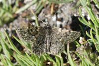 Psodos canaliculata