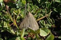 Udea uliginosalis