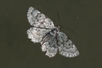 Psodos coracina