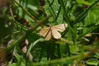 Idaea ochrata
