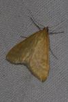 Sitochroa verticalis