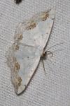 Scopula ornata