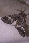 Drymonia querna