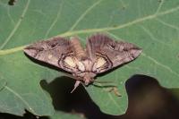 Drymonia velitaris