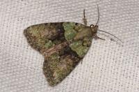 Cryphia algae