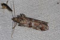 Pempelia palumbella