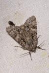 Acronicta auricoma